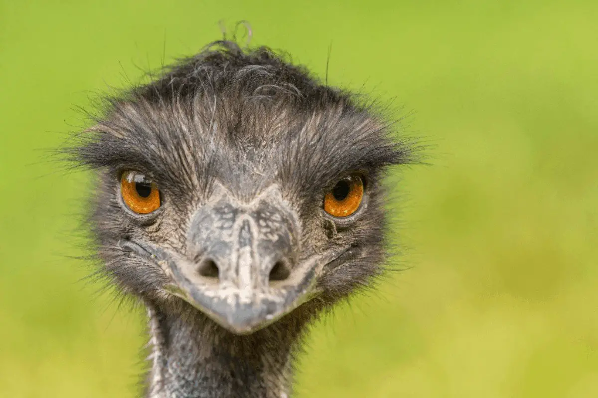 Emu oil for beard growth